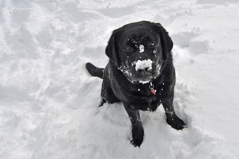 Lucy Loves Playing in the snow