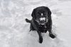 LucyLoves Playing in the snow